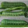 colias croceus larva4 volg